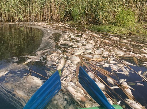 Росприроднадзор проверил информацию о заморе рыбы в реке Токай в Воронежской области